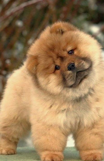 Puppy Chow Halloween, Chow Chow Dog Puppy, Chow Dog Breed, Puppy Chow Christmas, Chow Chow Puppy, Chow Chow Dogs, Puppy Chow, Cute Little Puppies