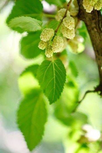 Another benefit the white mulberry leaf extract exhibits an antagonistic effect to MCH1 receptor in diet-induced obese mice, resulting in decreased body weight and adiposity, food intake, and hepatic lipid accumulation. White Mulberry, Mulberry Leaf, Herbal Apothecary, Drink Plenty Of Water, Detox Tea, Plant Leaves, Herbs, Nutrition, Plants