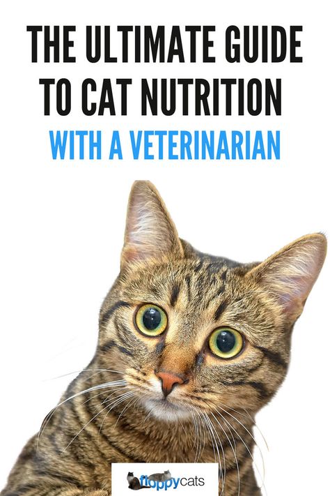 Learn from a veterinarian about the healthiest cat food options, from raw diets to premium wet and dry food. Explore vet-approved cat food, cat nutrition tips, and best food for cats now! Cat Food Station, Food For Cats, Healthy Cat Food, Food Cat, Cat Nutrition, Cat Allergies, Cat Food Bowl, Cat Food Storage, Healthy Cat