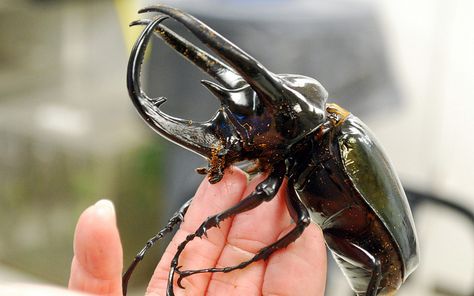 Giant Atlas Beetle by Houston Museum of Natural Science, via Flickr Atlas Beetle, Tarantula Hawk, Rhino Beetle, Hercules Beetle, Insect Photos, Shino Aburame, Stick Insect, Beetle Insect, Insect Collection