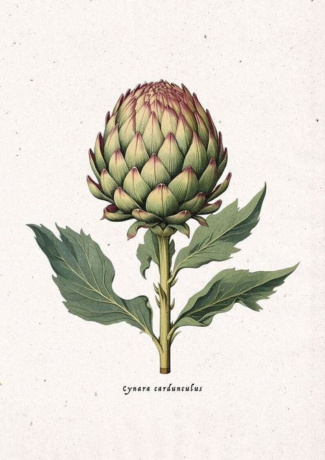 Artichoke Botanical Illustration, Vintage Plants Illustration, Vegetable Illustration Art, Botanical Vintage Illustration, Vintage Botanical Prints Flowers, Artichoke Drawing, Artichoke Illustration, Artichoke Tattoo, Vintage Botanical Drawings