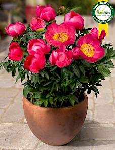 Dianthus Flowers, Paeonia Lactiflora, Peony Root, Porch Flowers, Growing Peonies, Peonies Garden, Flower Border, Flowers Perennials, Exotic Flowers