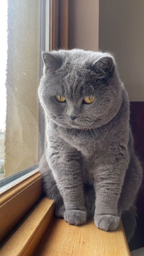 "Experience elegance! Our video introduces the elegant demeanor and sweet-natured temperament that define British Shorthair cats, capturing hearts effortlessly. #MeetTheShorthair #ElegantCatBreed #SweetTemperament" Grey Cat Breeds, Celana Boxer, British Blue Cat, Russian Cat, British Shorthair Kittens, Cute Cat Memes, Dream's Cat, British Shorthair Cats, Gorgeous Cats