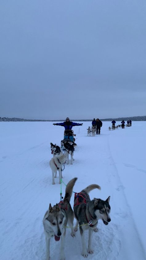 Cute Huskies, Iceland Snow, Winter In Iceland, Finland Country, Winter Cruise, Norway Cruise, Norway Winter, Aesthetic Snow, Northern Lights Norway