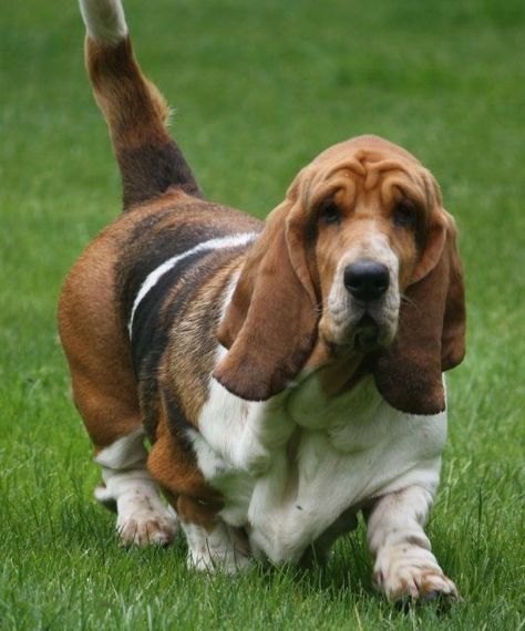 Basset Hound Art, English Dogs, Basset Hound Puppy, Hound Puppies, Hound Dogs, Bassett Hound, Basset Hound Dog, Dog Collar Tags, Basset Hounds