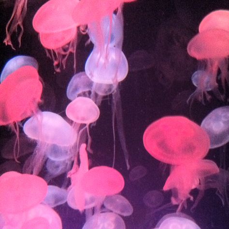 Jelly fish at the Florida Aquarium. Fish Widget, Cute Aquarium, Florida Aquarium, Sea Jellies, Pink Jellyfish, Jelly Fish, Pretty Images, Ocean Creatures, Aesthetic Images