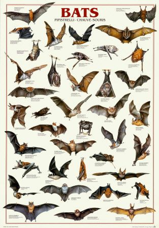 BATS, Why They Are Important, And How To Get Bats To Make A Home In Your Yard. Bat Art, Animal Education, Scientific Illustration, Arte Animal, Poster Retro, Zoology, 귀여운 동물, Beautiful Creatures, Animal Kingdom