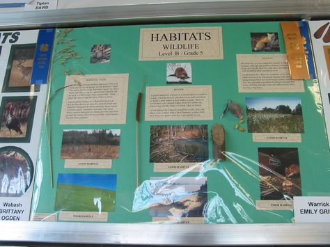 Wildlife poster idea Zoology Science Fair Projects, Poster On Wildlife, Habitats Diorama, Habitat Posters, Wildlife Day Poster, Wildlife Projects, Ecosystems Diorama, Wildlife Conservation Poster, 4h Fair