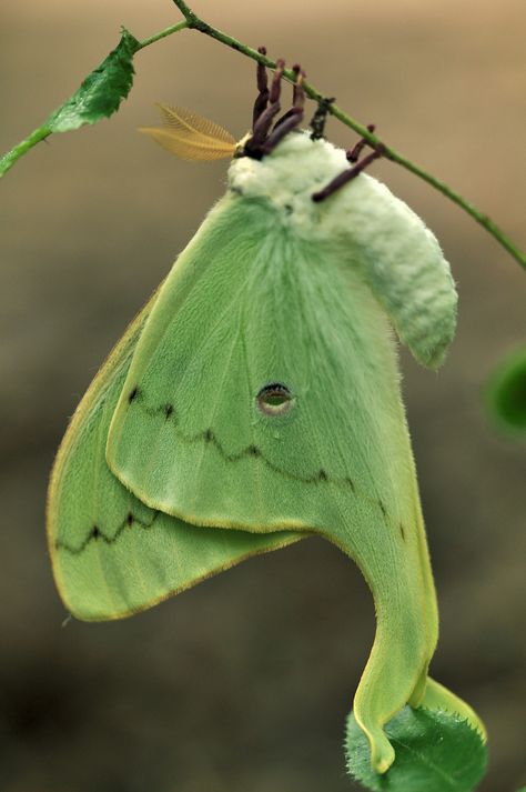 Photo Papillon, Regard Animal, Colorful Moths, Cute Moth, Lunar Moth, Cool Insects, Moth Caterpillar, Moth Art, Beautiful Bugs