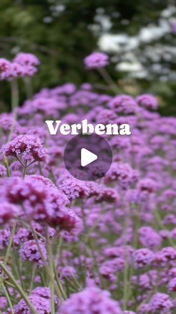 Roz Chandler, Cut Flower Farmer,Trainer and Mentor on Instagram: "Your questions answered👇🏼  Q: What variety of Verbena is this?  A: Verbena bonariensis is a tall, slender perennial known for its vibrant clusters of purple flowers. It’s a favorite for adding height and color to garden borders.  Q: Is Verbena bonariensis resistant to wildlife like deer and rabbits? A: Yes, Verbena bonariensis is generally resistant to deer and rabbits, making it a great choice for gardens troubled by these critters.  Q: Is Verbena bonariensis considered invasive outside the UK? A: In some regions, such as parts of the USA, Verbena bonariensis can become invasive. Always check local guidelines before planting.  Q: Is Verbena bonariensis easy to propagate? A: Yes, it’s quite easy to propagate through seed o Verbena Bonariensis, Flower Farmer, Garden Borders, Question And Answer, Cut Flowers, Flower Beds, Rabbits, Purple Flowers, Planting