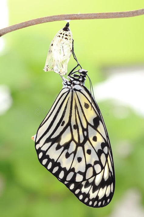 Butterfly change form chrysalis. Amazing moment about butterfly change form chry , #Affiliate, #form, #change, #Butterfly, #chrysalis, #butterfly #ad Butterfly Change, Butterfly Chrysalis, Create Change, Waiting For Someone, Buy Posters, Music Therapy, Photo Posters, Beautiful Butterflies, Insects