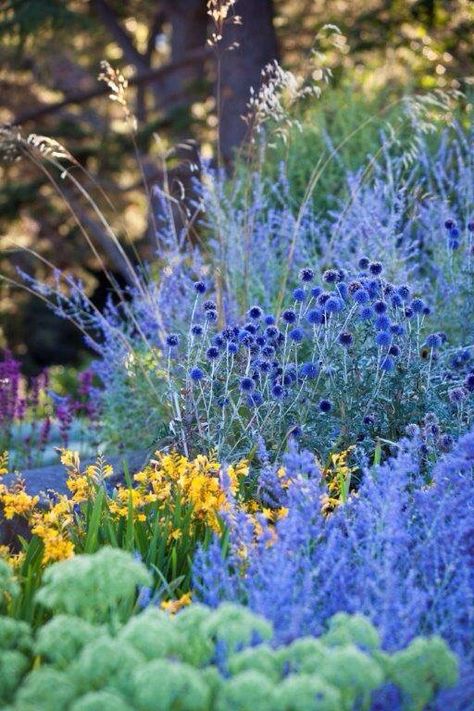 blue gardens are sublime #heaveniasagarden Perovskia Atriplicifolia, Mountain Garden, Planting Combinations, Plant Combos, Flowering Perennials, Russian Sage, Garden Flowers Perennials, Dry Garden, Cottage Garden Design