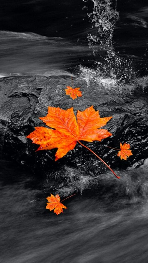 Leaf floating down stream Color Splash Photo, Color Splash Photography, Splash Photography, Autumn Scenes, Black White Photos, Fall Wallpaper, Bw Photo, Black And White Pictures, Shades Of Orange