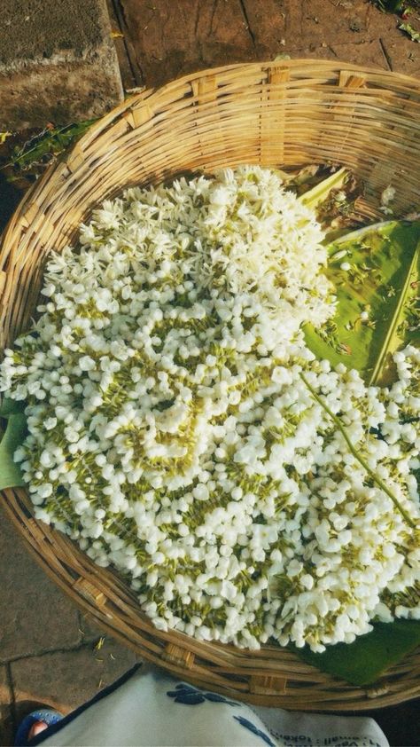 South Asian Aesthetic, Desi Love, Indian Flowers, Rabindranath Tagore, White Jasmine, Jasmine Flower, Nothing But Flowers, I Was A Child, Flower Therapy