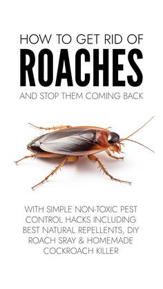 Get rid of cockroaches easily with natural cockroach repellents you already have in your kitchen plus DIY roach spray and homemade cockroach killer. Knat Killer Homemade, How To Get Rid Of Roaches In The House, Natural Roach Repellent For Home, How To Get Rid Of Roaches, Diy Roach Killer Homemade, How To Kill Cockroaches Fast, Get Rid Of Cockroaches Fast, Roach Repellent, Roach Spray