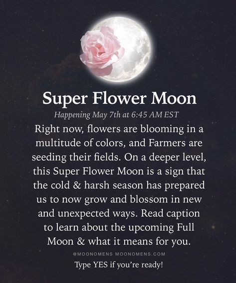 Moon Omens on Instagram: “Read article in @moonomens bio for our full blog write-up on the upcoming Super Flower Moon and what it means for you. 🌕🌸✨🍃 👉 @moonomens…” Flower Moon Meaning, Moon Omens, Astrology Moon, Moon Meaning, Moon Flowers, Ballet Dance Photography, Moon Quotes, Astrology Planets, Flower Moon