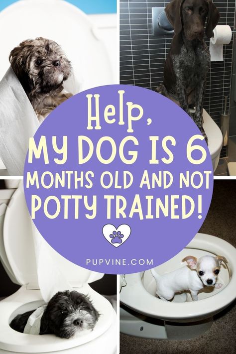 Crate Training Puppy Schedule, Potty Training Schedule, Puppy Potty Training Tips, Dog Tricks Easy, Puppy Schedule, Puppy Training Schedule, Starting Potty Training, Crate Training Puppy, Dog Potty Training