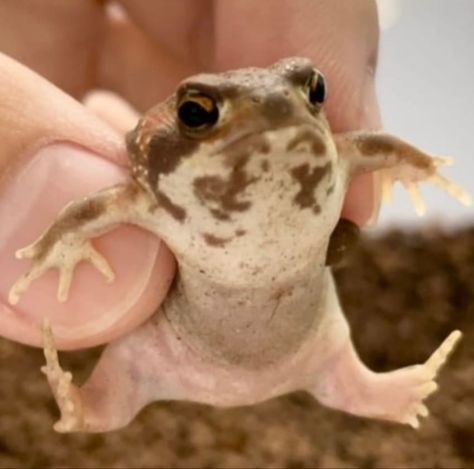 Rain Frogs Cute, Cool Frogs, Close Up Faces Funny, Cats Good Morning, Morning Cats Funny, Ugly Cats Funny, Good Morning Cats Funny, Frog Pets, Uwu Funny