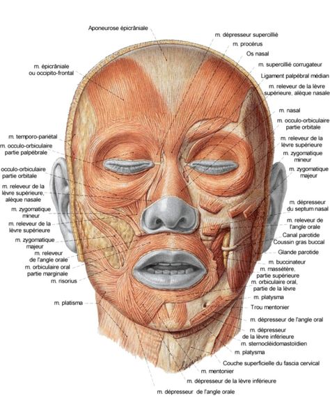 Schema muscle de la tete Muscles Of The Head, Neck Muscle Anatomy, Neck Anatomy, Facelift Without Surgery, Muscles Anatomy, Muscle Diagram, Head Muscles, Sagging Face, Muscles Of The Face