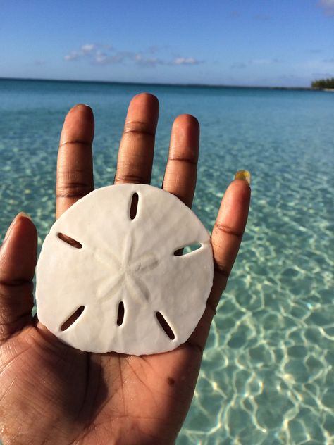 Sand dollar Sand Dollar Quotes, Sea Dollar, Pyramid Project, Dollar Quotes, Things To Do With Bestie, House Branding, Filler Pics, Oregon Beach, Inspo Tattoo