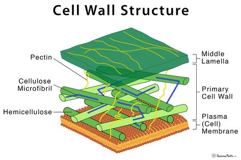 Cell Wall: Definition, Structure, & Functions with Diagram Plant Cell Functions, Plant Cell Labeled, Plant Cell Diagram, Plant Cell Structure, Function Diagram, Cell Diagram, Prokaryotic Cell, Cells Project, Eukaryotic Cell