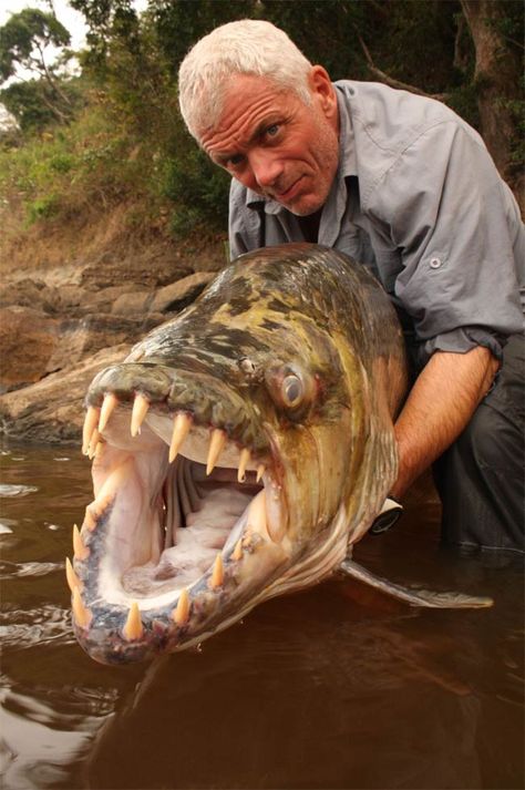 The Reality of River Monsters | LiveScience Picture Sayings, Tiger Fish, Congo River, Jeremy Wade, Mind Benders, Creature Marine, River Monsters, Monster Fishing, Face Swap