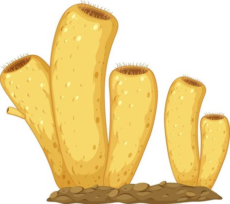 Sponge Illustration, Science Drawing, Animal Illustration, Biology, Animal Drawings, Vector Art, For Free, Clip Art, Education