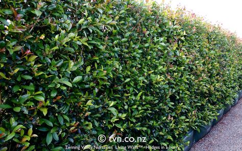 https://flic.kr/p/qk15wc | Syz. 'Brilliant' (lilly pilly, Eugenia) - $250/m, 100L hedge bag | Syzygium australe 'Brilliant' Hedge from Twining Valley Nurseries' Living Walls™ range of instant hedges www.tvn.co.nz/living-screen Rustic Country Homes, Lilly Pilly, Fence Plants, Living Walls, Plant Vase, Back Gardens, Easy Garden, Living Wall, Garden Trees