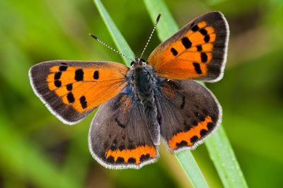 UNUSUAL BUTTERFLIES | Picture 3 – American Copper Butterfly Image American Copper Butterfly, Unusual Butterflies, Rare Butterfly, Butterfly Image, Copper Butterfly, Types Of Bugs, Butterfly Species, Little Creatures, Butterfly Images