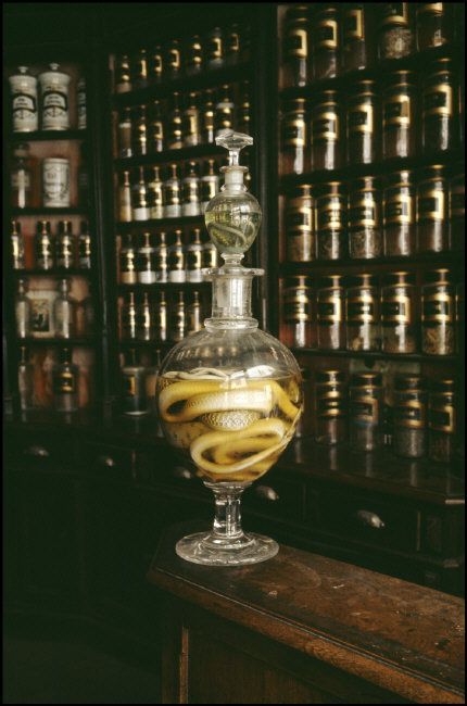 Wet Specimen Taxidermy, Dead Animals, Wet Specimen, Vulture Culture, By Any Means Necessary, Diagon Alley, Curiosity Shop, The Jar, A Snake