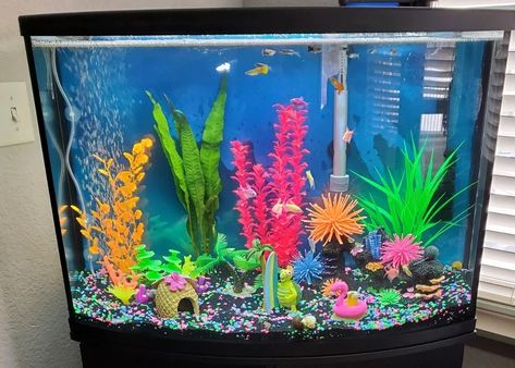 Rated #9: 36 Gallons Freshwater Fish Tank - Bright colors for a community tank 36 Gallon Fish Tank Ideas, Community Fish Tank, Freshwater Fish Tank, Fish Tank Ideas, Animal Homes, Fish Tank Themes, Fish Tank Decor, Community Tanks, Fresh Water Fish Tank