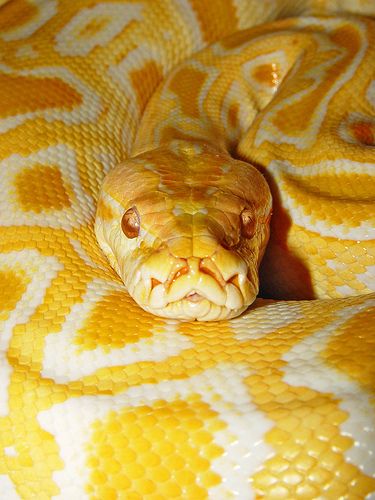 Burmese Python - Named 'Sebastian' Burmese Python, Cool Snakes, Pretty Snakes, Chalet Chic, Yellow Snake, Yellow Animals, Cute Reptiles, Beautiful Snakes, Cute Snake