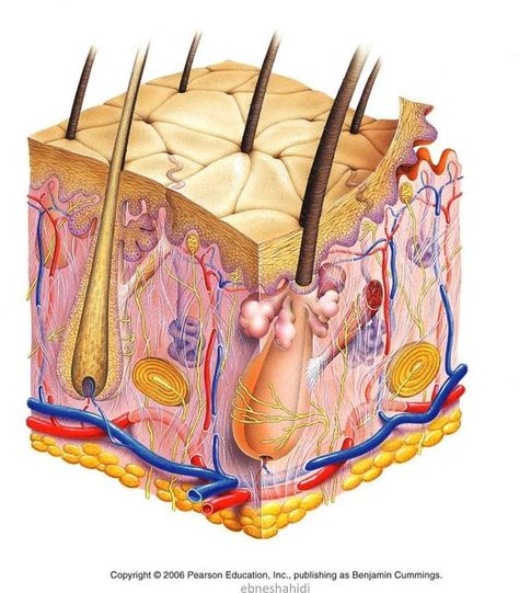 Anatomy Drawing Organs, Drawing Organs, Integumentary System Project, Anatomy Classroom, The Integumentary System, Drawing Human Anatomy, Integumentary System, Dr Ali, Systems Art