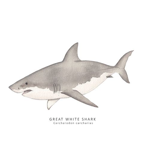 Great white shark painted in watercolours and pen by wildlife illustrator Dani Williams. #greatwhiteshark #sharkillustration Great White Shark Illustration, Watercolour Animals, Shark Painting, Shark Illustration, Animal Species, Great White Shark, Great White, Watercolor Animals, Animal Illustration