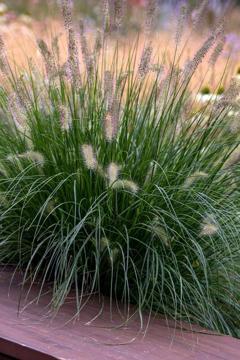 How to Grow Pennisetum (Fountain Grasses) Grasses In Border, Pampas Grass Garden Landscaping, White Fountain Grass Landscaping, Fountain Grass Landscaping Ideas, Hameln Fountain Grass Landscaping, Pennisetum Red Head, Pennisetum Villosum, Karly Rose Pennisetum, Red Fountain Grass