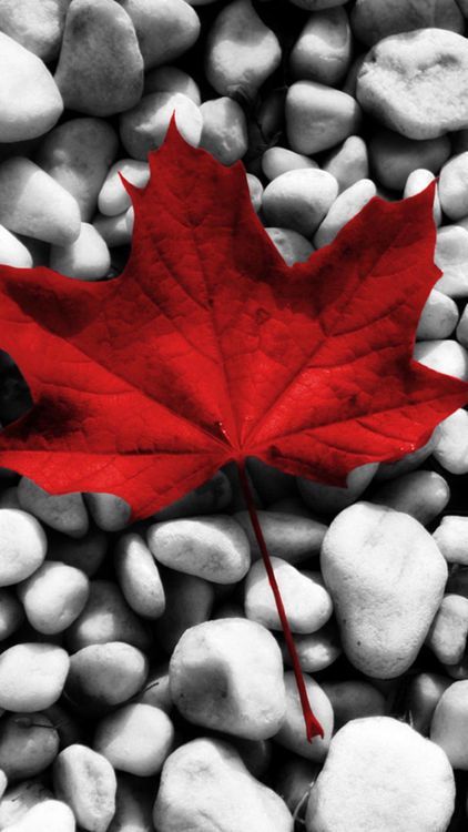 Canadian Flag Art, Canada Day Images, Leaves Wallpaper Iphone, Canada Maple Leaf, Color Splash Photography, Happy Canada Day, Flag Art, Canada Day, Fall Pictures