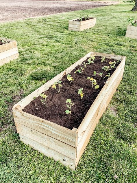 Deck Garden Ideas, Raised Garden Bed Soil, Garden Beds Diy, Diy Raised Garden Beds, Cedar Fence Boards, Farming Ideas, Beds Diy, Building Raised Garden Beds, Diy Raised Garden