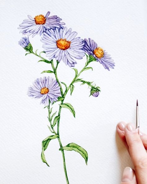 It's September! Aster is September's birth month flower 💜 . . #aster #asterflower #watercolorbotanical #watercolorflowers #flowerpaintingclub #floraldesign Aster Flower Tattoos, Books Packaging, September Aster, Plant Drawings, Watercolor Botanicals, Packaging Stationery, September Birth Flower, Aster Flower, Birth Flower Tattoos