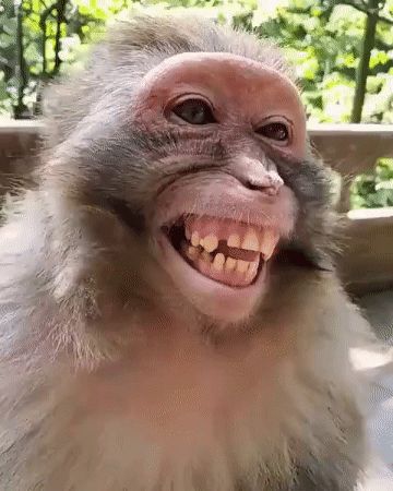 Monkey Laught GIF – Monkey Laught Monkey laught – discover and share GIFs Monkey Gif, Hodge Podge, Monkeys Funny, Animated Gif, Cool Gifs, Funny Gif, Gif, Funny, Quick Saves