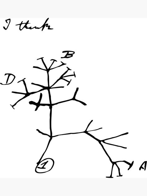 Darwin Tree Of Life, Tree Diagram, Home Panel, Picture Tree, Tree Of Life Tattoo, Life Poster, Crafts With Pictures, Circle Of Life, Life Tattoos