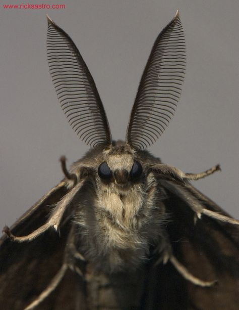 Kind of looks like a bat! Moth, White, Black