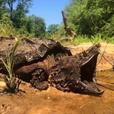 Matamata Turtle, Alligator Snapping Turtle, Bizarre Animals, Snapping Turtle, Tortoise Turtle, Snake Art, Reptiles And Amphibians, Wildlife Animals, Animals Of The World