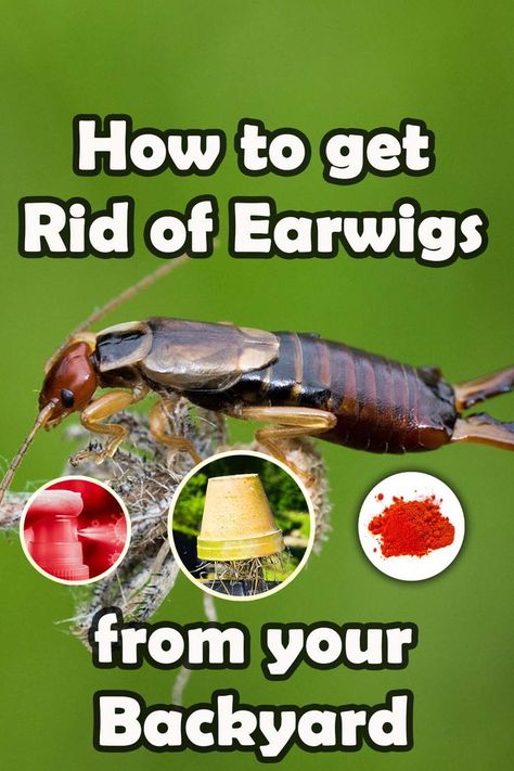 Are pesky earwigs wreaking havoc in your backyard? Fear not, as we've got you covered! Our comprehensive guide on how to get rid of earwigs is just what you need to banish these critters for good. From natural remedies to chemical solutions, we cover all the bases to ensure your backyard remains a safe haven. Say goodbye to earwigs and hello to a beautiful, bug-free space! Getting Rid Of Earwigs, Earwigs, Garden Remedies, Dry Stone Wall, Garden Pest Control, Aromatic Plant, Bug Repellent, Beneficial Insects, Garden Pests