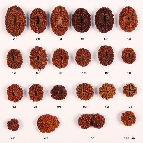 Rudraksha Wallpapers Hd, Rudraksha Meaning, Rudhraksh Jaiswal, Rudraksha Beads Meaning, 1 Mukhi Rudraksha Pendent, 5 Mukhi Rudraksha, Rudra Shiva, Rudraksh Mala, Rudraksha Jewelry