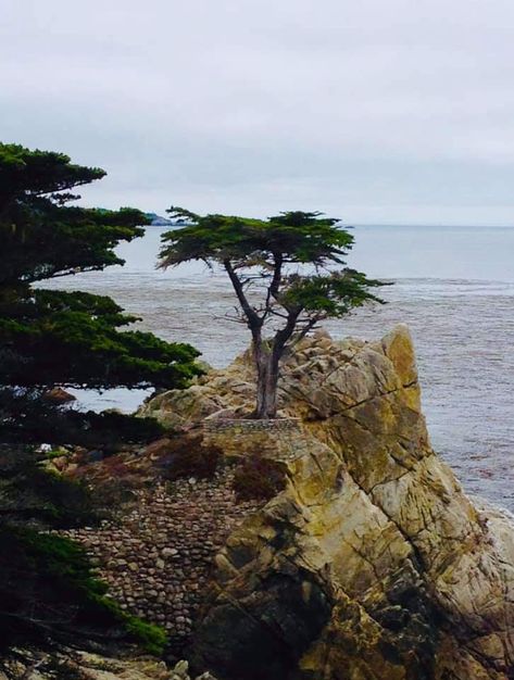 French Collage, Cyprus Trees, Italian Cypress Trees, Prime Meridian, Pebble Beach California, Lone Cypress, Monterey Cypress, Italian Cypress, California Winter