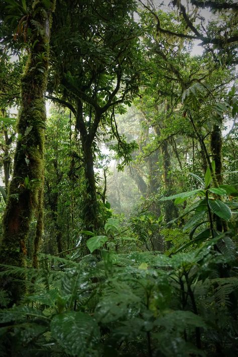 Amazon Rain Forest Aesthetic, African Jungle Aesthetic, Colombia Rainforest, Jumanji Aesthetic, Amazonas Aesthetic, Vietnam Forest, Rain Forest Aesthetic, Jungle Photos, Rainforest Background