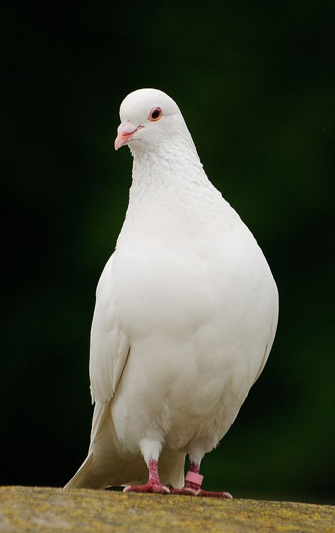 Pigeon or a Dove Pigeon Wallpaper, Pigeon Photo, Good Evening Friends, White Pigeon, Pigeon Breeds, Dove Pigeon, Dove Pictures, Beautiful Arabian Horses, Photo Background Images Hd