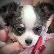 Lil Linda , a Blue & Tan Female Chihuahua Puppy 736600 | PuppySpot Blue Chihuahua, Chihuahua For Sale, Baby Chihuahua, Chihuahua Puppies For Sale, Apple Head, Chihuahua Puppy, Apple Cider Benefits, Puppy For Sale, Chihuahua Puppies