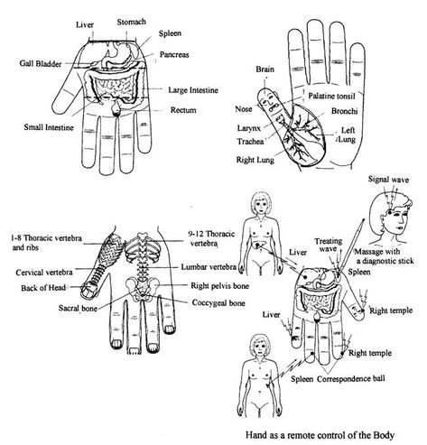 Sujok Therapy, Body Wisdom, Acupressure Therapy, Hand Reflexology, Reflexology Chart, Reflexology Massage, Cupping Therapy, Hand Therapy, Acupuncture Points