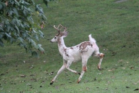 Deer Poses, Pretty Animals, Animal References, Favorite Picture, Whitetail Deer, Silly Animals, A Deer, Cute Creatures, The Grass